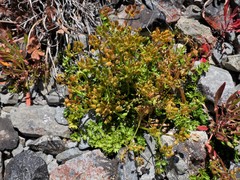 Gingidia decipiens