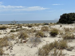 Bidens cabopulmensis
