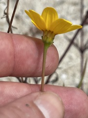 Bidens cabopulmensis