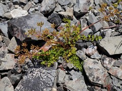 Gingidia decipiens