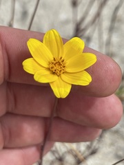 Bidens cabopulmensis