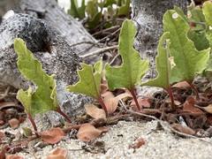 Aristolochia monticola