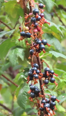 Ribes ciliatum