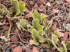 Aristolochia monticola