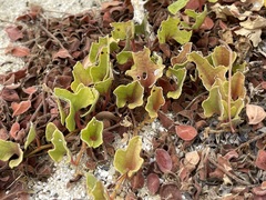 Aristolochia monticola