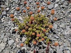 Acaena glabra