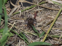 Leptodactylus albilabris