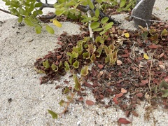 Aristolochia monticola