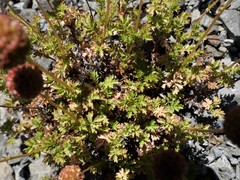 Acaena glabra