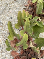 Aristolochia monticola