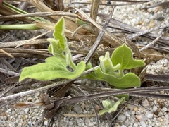 Aristolochia monticola