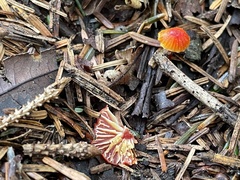 Hygrocybe minutula