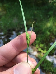 Carex oligocarpa
