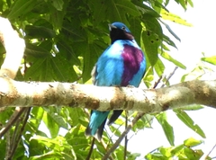 Cotinga amabilis