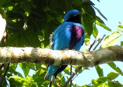 Cotinga amabilis