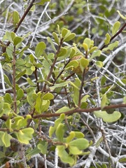 Diospyros intricata