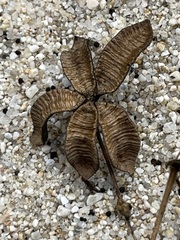 Aristolochia monticola