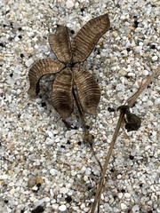 Aristolochia monticola