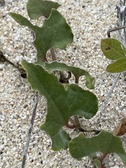 Aristolochia monticola