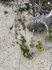 Aristolochia monticola
