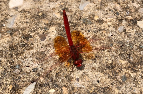 Orange-winged Dropwing