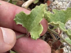 Aristolochia monticola