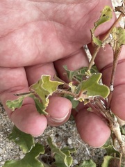 Aristolochia monticola