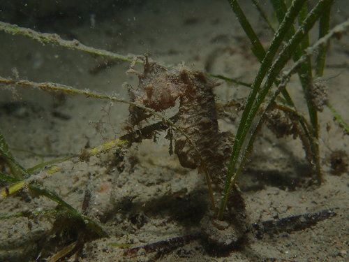Hippocampus hippocampus