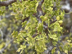 Bursera exequielii