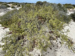 Bursera exequielii