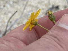 Bidens cabopulmensis