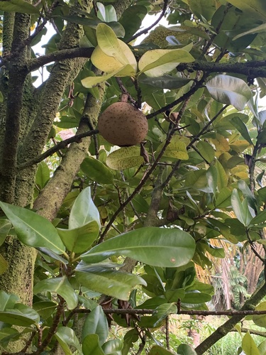 Manilkara zapota observed 2022-01-28