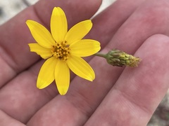 Bidens cabopulmensis