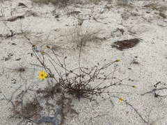 Bidens cabopulmensis