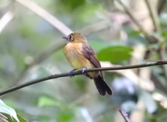 Myiobius sulphureipygius