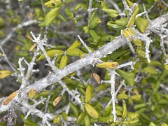 Forestiera macrocarpa