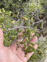 Forestiera macrocarpa
