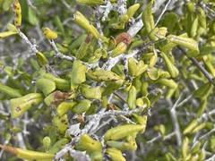 Forestiera macrocarpa