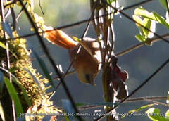 Cinnycerthia unirufa