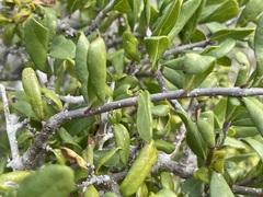 Forestiera macrocarpa