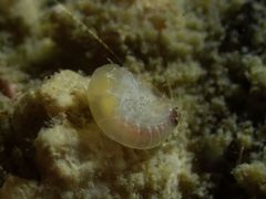 Ampeliscidae