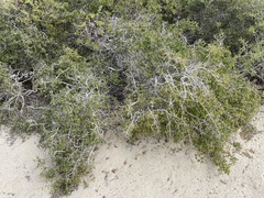 Forestiera macrocarpa