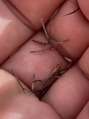 Bidens cabopulmensis