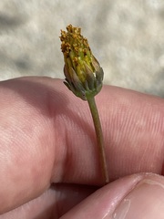 Bidens cabopulmensis