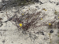 Bidens cabopulmensis