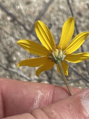 Bidens cabopulmensis