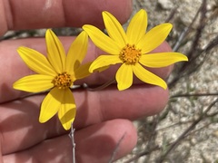 Bidens cabopulmensis