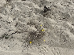 Bidens cabopulmensis