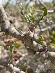 Bursera exequielii