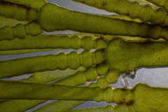 Apjohnia laetevirens